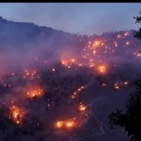 Massive fire sweeps chilgoza pine forest in Himachal