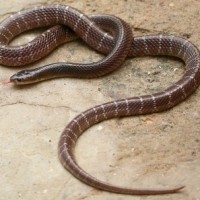 Snake bites woman, husband takes reptile also to hospital