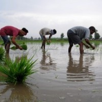 Rice, pulses, oilseeds witness less sowing; only sugarcane up