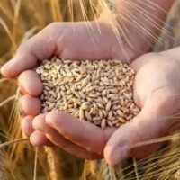 US wheat crop output suffers from drought
