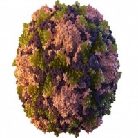 UK detects polio virus in London sewage samples