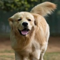 Pet lovers see red over authorities banning pets in Bengaluru's Cubbon Park