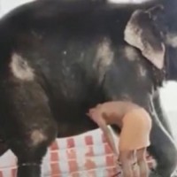 PETA India demands urgent rescue of abused elephant