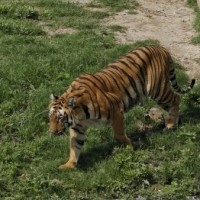 Committee, sans tiger experts, to evaluate railway line proposed through tiger area in K'taka