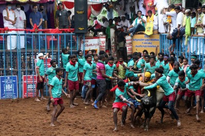 Jallikattu held in TN as part Pongal celebrations Jallikattu held in TN as part Pongal celebrations