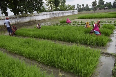 20,000 acres of paddy damaged in rains in TN's delta districts 20,000 acres of paddy damaged in rains in TN's delta districts