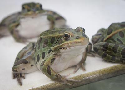 Cambodia's bent-toed gecko, Cardamom leaf-litter frog among new species discovered in Greater Mekong: WWF Cambodia's bent-toed gecko, Cardamom leaf-litter frog among new species discovered in Greater Mekong: WWF