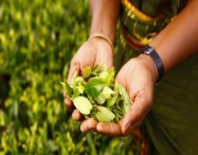 Sri Lankan tea exports earned $1.3bn in 2021 Sri Lankan tea exports earned $1.3bn in 2021