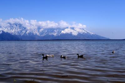 Annual bird census carried out in J&K's Wular Lake Annual bird census carried out in J&K's Wular Lake