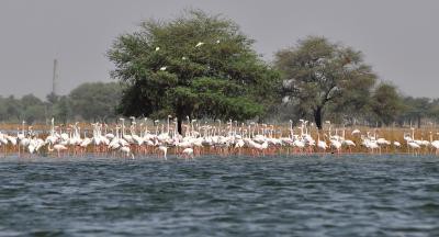 TN to conduct bird census on Jan 28, 29 TN to conduct bird census on Jan 28, 29