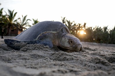 Deaths of Olive Ridley turtles leave conservationists in TN worried Deaths of Olive Ridley turtles leave conservationists in TN worried