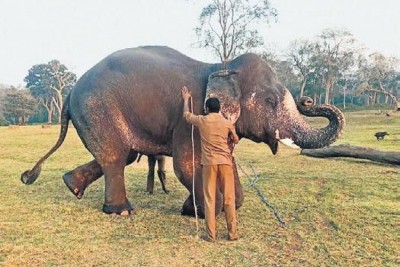 Tusker Shankar who killed 3 people being trained to ward off wild elephants Tusker Shankar who killed 3 people being trained to ward off wild elephants