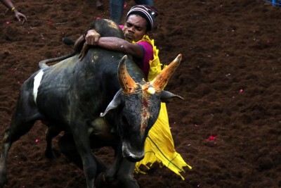 Jallikattu in Alanganallur in TN underway Jallikattu in Alanganallur in TN underway