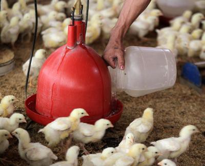 Poultry business in Kerala can be good as 300 cr eggs arrive from other states Poultry business in Kerala can be good as 300 cr eggs arrive from other states