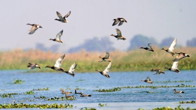 TN push for 'Ramsar' tag for 13 wetlands in state TN push for 'Ramsar' tag for 13 wetlands in state