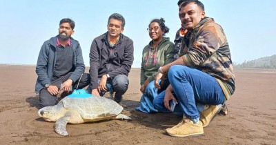 In a first, Olive Ridley Sea Turtle satellite tagged on India's west coast