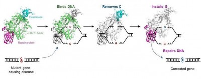 Novel gene editor to correct disease-causing mutations Novel gene editor to correct disease-causing mutations