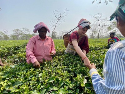 Why tea garden workers are crucial in Bengal, Assam polls? Why tea garden workers are crucial in Bengal, Assam polls?