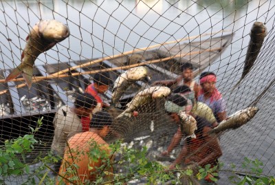 Fish farming gets a boost in UP Fish farming gets a boost in UP