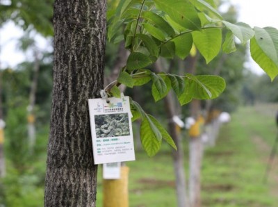 210mn trees planted in Beijing in 40 yrs 210mn trees planted in Beijing in 40 yrs
