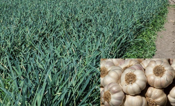 Seed exchange concept to aid garlic cultivation: CISH
