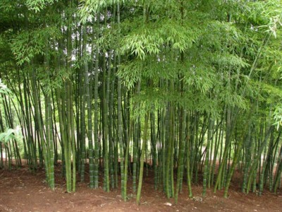 Yogi to set up training centres for bamboo growers Yogi to set up training centres for bamboo growers
