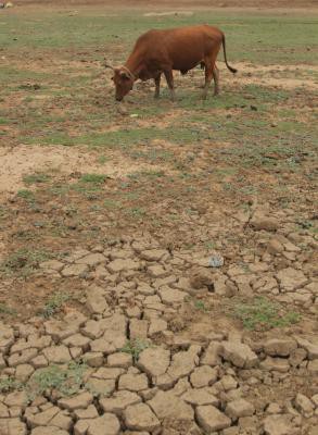 Why solving Bundelkhand's water crisis is an annual mirage Why solving Bundelkhand's water crisis is an annual mirage