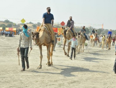 Victims of apathy, camel numbers dwindling in Rajasthan Victims of apathy, camel numbers dwindling in Rajasthan