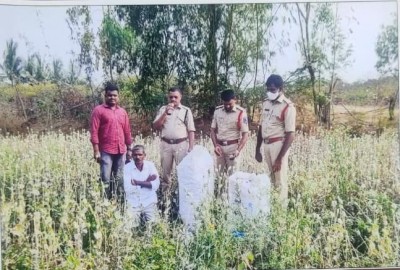 2 held in T'gana for illegal cultivation of opium poppy straw 2 held in T'gana for illegal cultivation of opium poppy straw