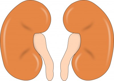 'Punarnava therapy' helps reduce pathological damage of kidneys: Study 'Punarnava therapy' helps reduce pathological damage of kidneys: Study