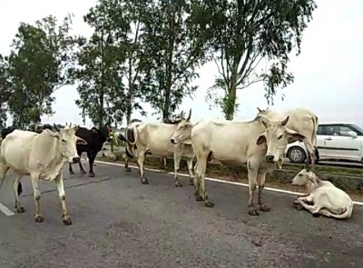 Bangladeshi cattle lifter killed by BSF in Tripura Bangladeshi cattle lifter killed by BSF in Tripura