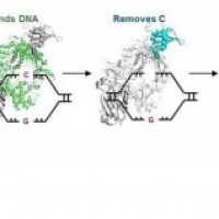 Novel gene editor to correct disease-causing mutations