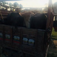 CBI summons two IPS officers in cattle smuggling case