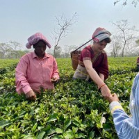 Why tea garden workers are crucial in Bengal, Assam polls?