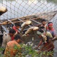 Fish farming gets a boost in UP