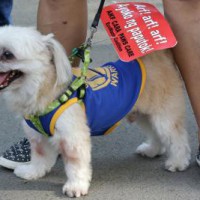 'Dog in the car' helped police in nabbing murder accused
