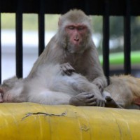 Karnataka to adopt Himachal model to tackle monkey menace