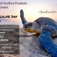 Wildlife Day webinar to focus on whale sharks