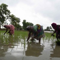 How India's rice yield can adapt to climate change challenges