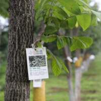 210mn trees planted in Beijing in 40 yrs