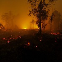 Odisha forest fires: Centre to send expert panel