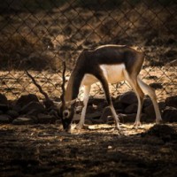 Dead blackbuck found in UP dist, 3 booked