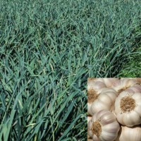 Seed exchange concept to aid garlic cultivation: CISH