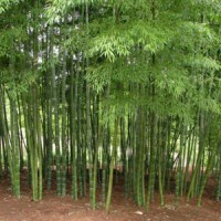 Yogi to set up training centres for bamboo growers