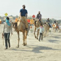 Victims of apathy, camel numbers dwindling in Rajasthan