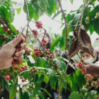 Top things to do when in Coorg