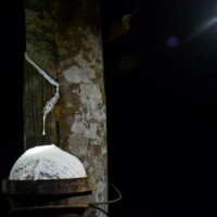 After Bangladesh, Tripura exports natural rubber to Nepal