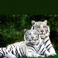 World Wildlife Day: VP, PM stress on protection of animals