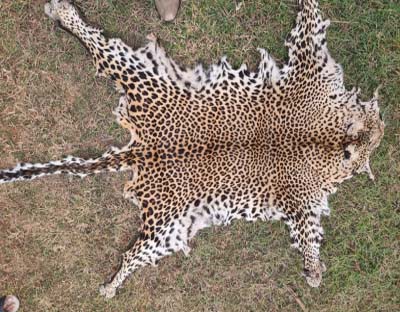Leopard skin seized in Odisha, one held