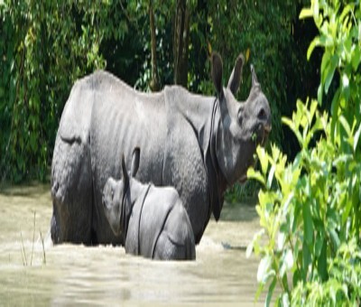 Rhino population in Assam's Kaziranga increases by over 8% Rhino population in Assam's Kaziranga increases by over 8%
